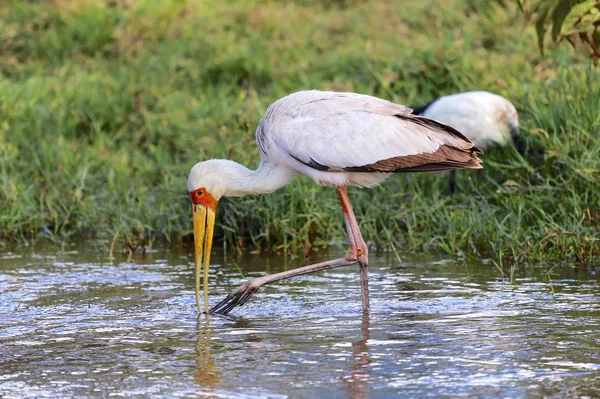 Cigüeña de pico amarillo en nakuru kenya —  Fotos de Stock