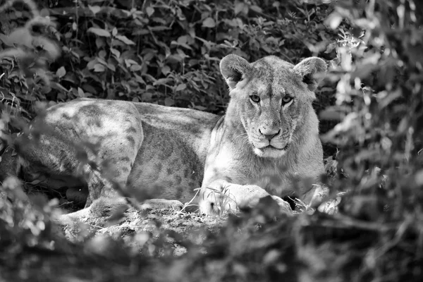 Maravillosa leona en blanco y negro — Foto de Stock