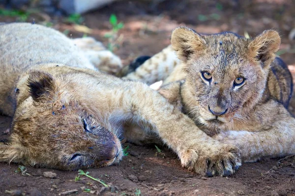 Zwei Löwen-Jungtiere ruhen sich aus — Stockfoto