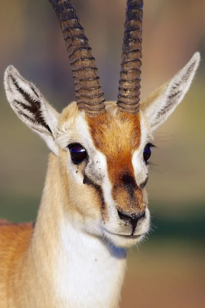 Retrato da gazela de um thomson em nakuru — Fotografia de Stock