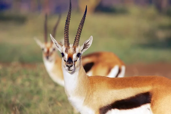 Pari Thomsonin gasellia Nakurussa — kuvapankkivalokuva