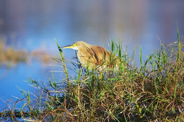 Quakenreiher angeln in Nakuru — Stockfoto