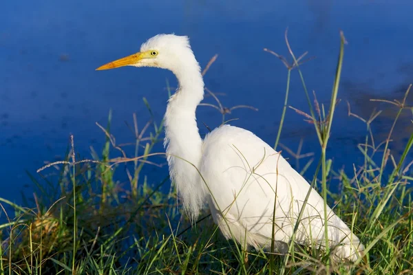 Gelbschnabelreiher beim Fischfang in Nakuru — Stockfoto