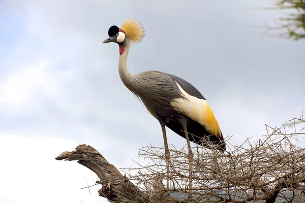 Crowed crane in a tree tanzania — Stock Photo, Image