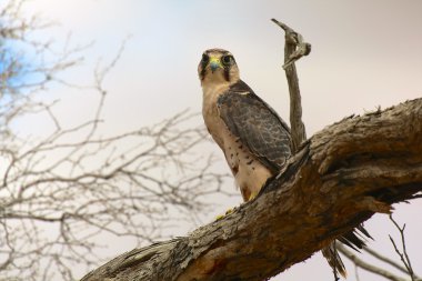 Bıyıklı Şahin, kgalagadi Milli Parkı