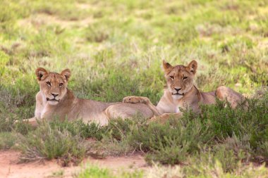 iki genç lionesses, kgalagadi Milli Parkı