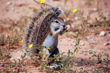 Harika zemin sincap, kgalagadi Milli Parkı