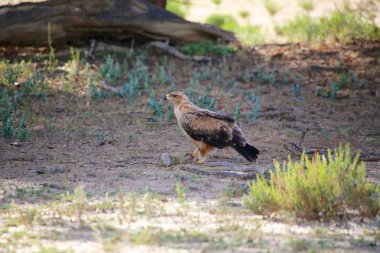 kgalagadi Milli Parkı, sarımsı kahverengi kartal