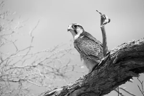 Beau faucon bannière sur un arbre à kgalagadi — Photo