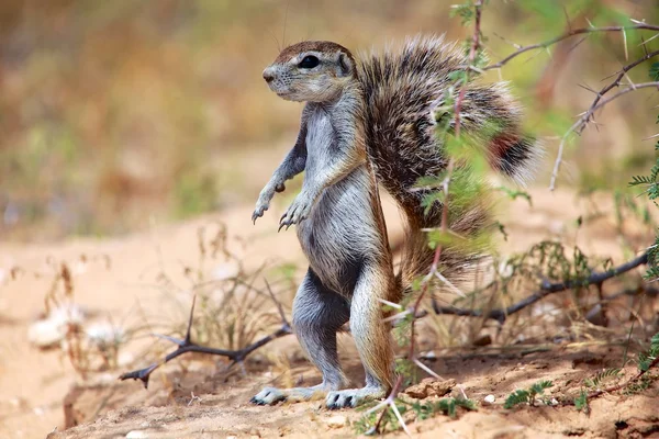 Yukarı zemin sincap standında kgalagadi Milli Parkı — Stok fotoğraf