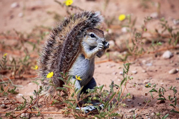 Harika zemin sincap, kgalagadi Milli Parkı — Stok fotoğraf