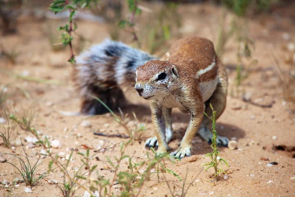 Ziesel auf dem Busch bei Kgalagadi — Stockfoto