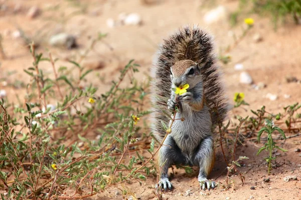 Zemin sincap bir çiçek kgalagadi yemek — Stok fotoğraf