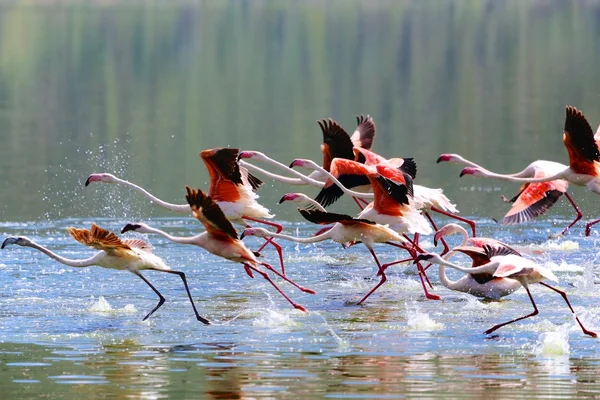 Flamants roses décollant au lac bogoria — Photo