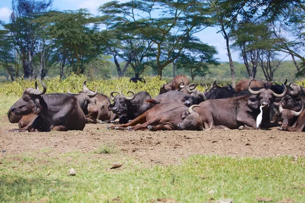 Manada de búfalos descansando em nakuru — Fotografia de Stock