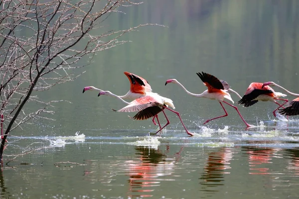 Flamingolar bogoria, su üzerinde yürüme — Stok fotoğraf