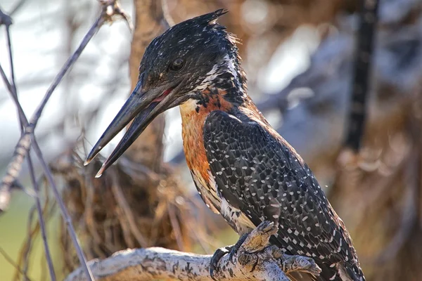 Γίγαντας kingfisher στο εθνικό πάρκο Κρούγκερ — Φωτογραφία Αρχείου