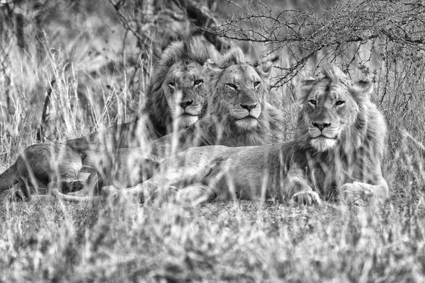 Lví bratr odpočívá na etosha — Stock fotografie