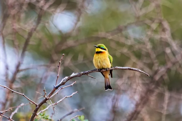 Pequeño come abejas en el parque nacional de kruger —  Fotos de Stock