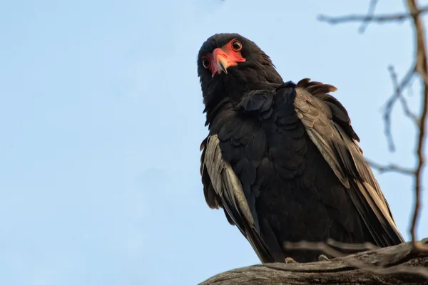 Bateleur águila en el parque nacional de kruger —  Fotos de Stock