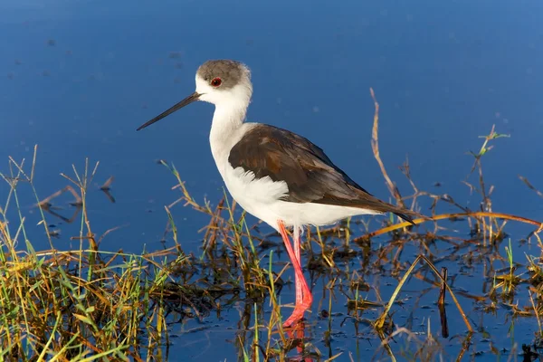 Black-winged stilt at nakuru national park — Stock Photo, Image