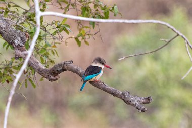 kruger Milli Parkı, çizgili arası kingfisher