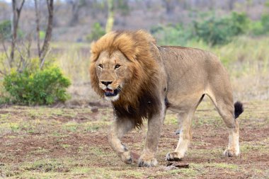 erkek aslan Kruger Milli parkta yürüyüş