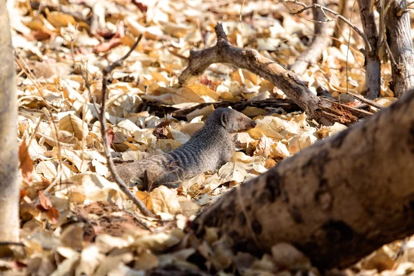 Banded mongoose at chobe national park — Stock Photo, Image