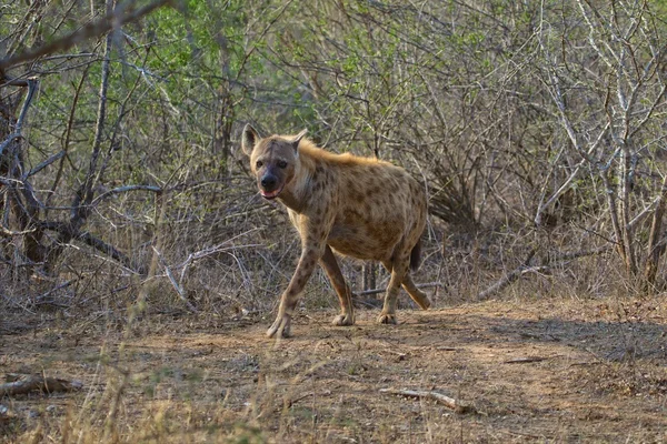 Hiena no parque nacional de Kruger — Fotografia de Stock