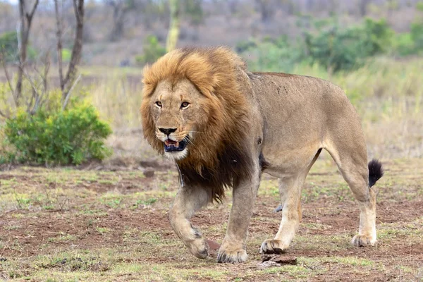 Mannetjes leeuw wandelen in kruger nationaal park — Stockfoto