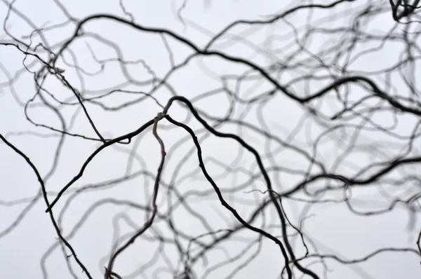 Leafless tree branches perspective. Top of trees against sky — Stock Photo, Image