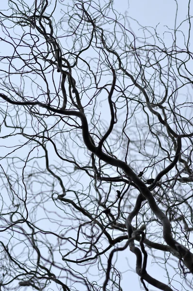 Prospettiva rami d'albero senza foglie. Cima degli alberi contro il cielo — Foto Stock