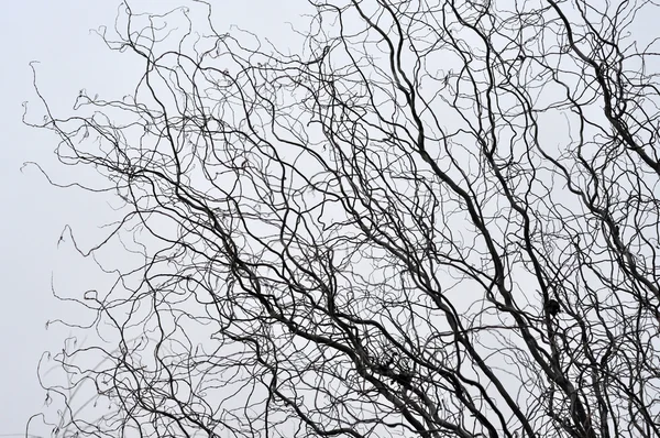 Perspectiva de ramos de árvores sem folhas. Topo de árvores contra o céu — Fotografia de Stock