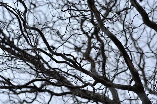 Perspectiva de ramos de árvores sem folhas. Topo de árvores contra o céu — Fotografia de Stock