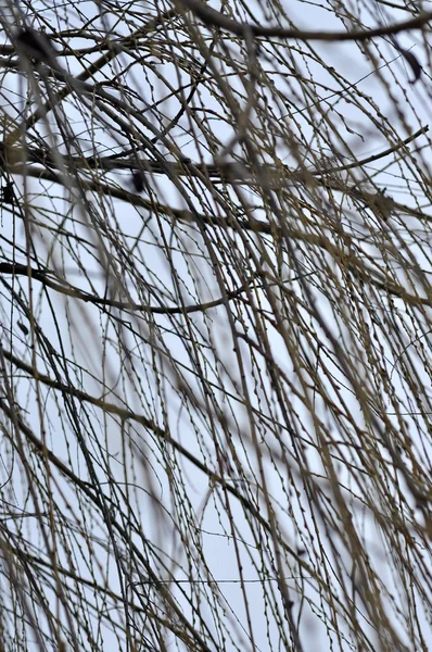 Avlövade träd grenar perspektiv. Toppen av träd mot himlen — Stockfoto