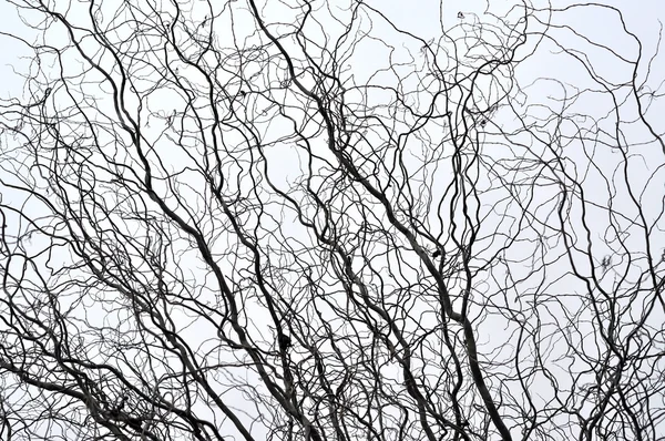 Perspectiva de ramas de árboles sin hojas. Parte superior de árboles contra el cielo —  Fotos de Stock