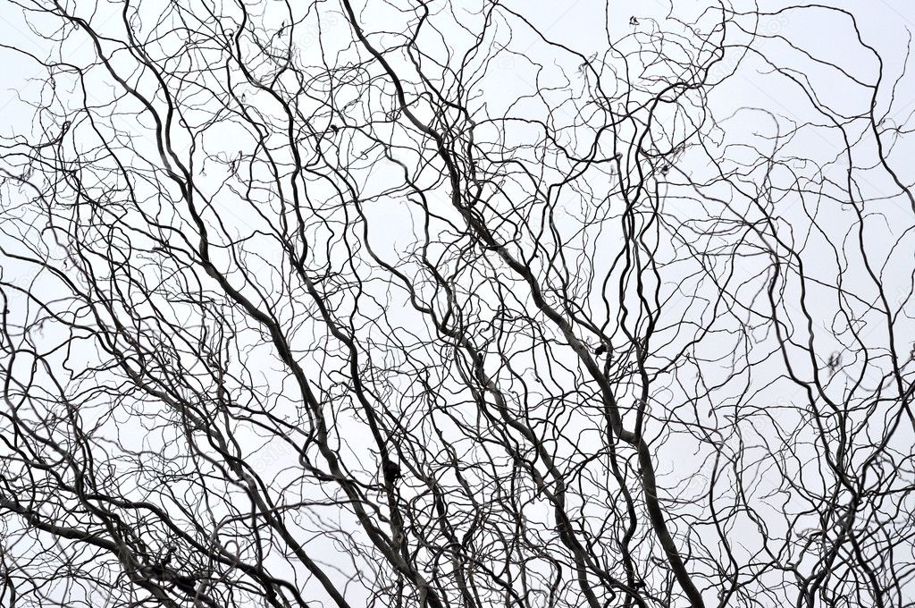 Leafless tree branches perspective. Top of trees against sky