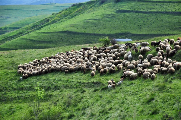 Kudde schapen in het voorjaar — Stockfoto