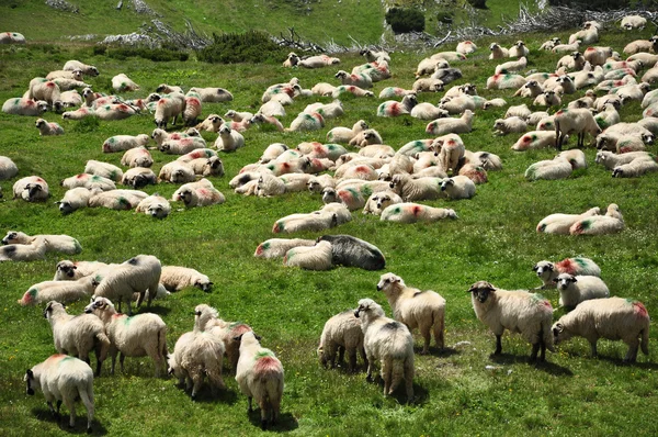 Flock of sheep in the spring — Stock Photo, Image