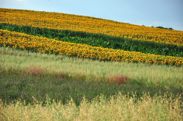 Sunflower field in the summer — Stock Photo, Image
