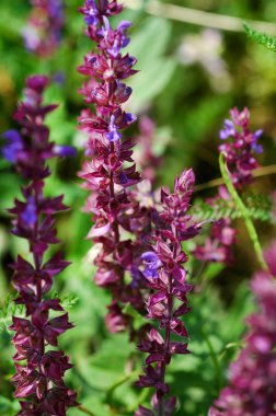 Güzel mor çiçekler ilkbaharda bir çayırda