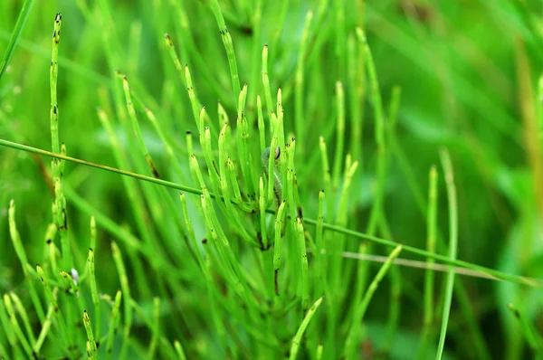 Equisetum arvense, planta común de cola de caballo — Foto de Stock