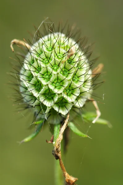 Flor verde común en primavera — Foto de Stock