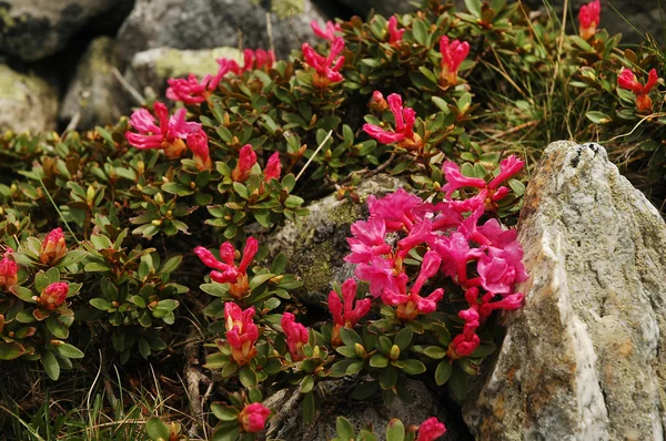 Rododendronów kwiaty na wiosnę — Zdjęcie stockowe