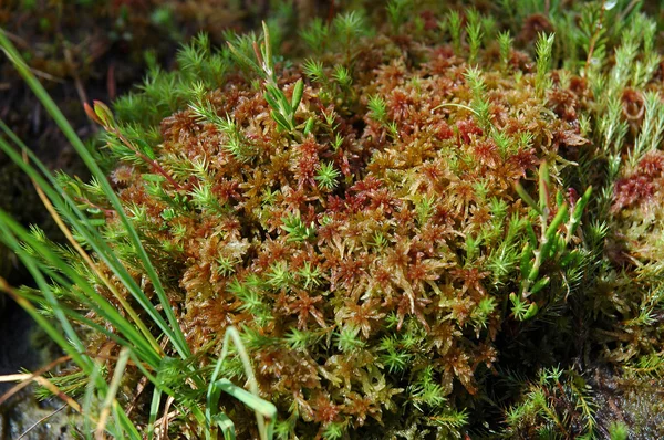 Groene mos, gras moeras in het voorjaar — Stockfoto