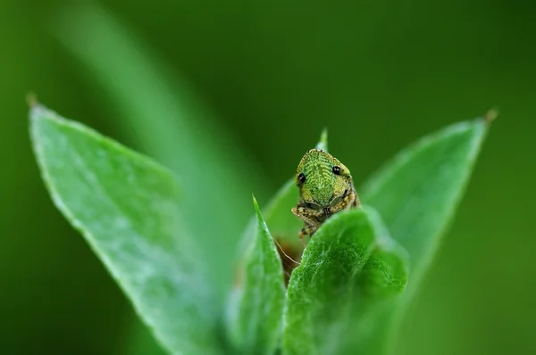 Green grasshopper on a leaf — Stock Photo, Image