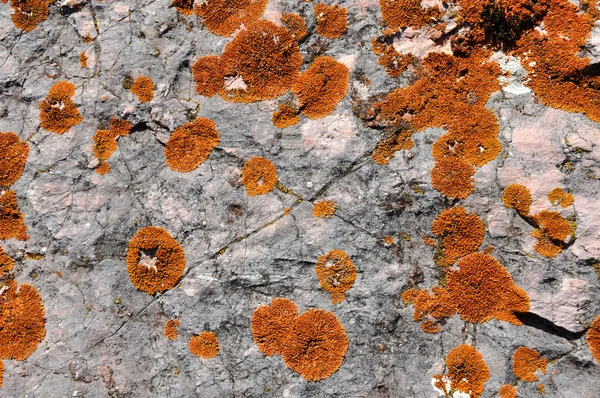 Orange lichen texture pattern — Stock Photo, Image