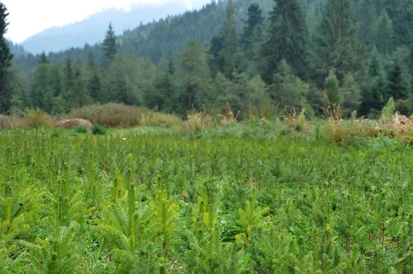 Fir tree nursery, young spruce growing — Stock Photo, Image