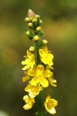 Baharda sarı çiçek