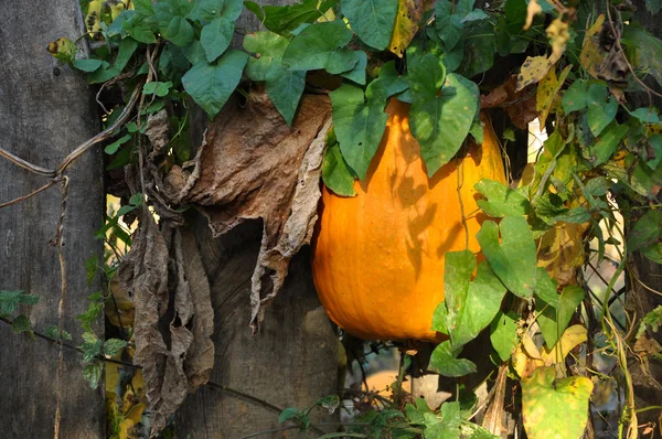 Citrouille jaune sur une clôture — Photo